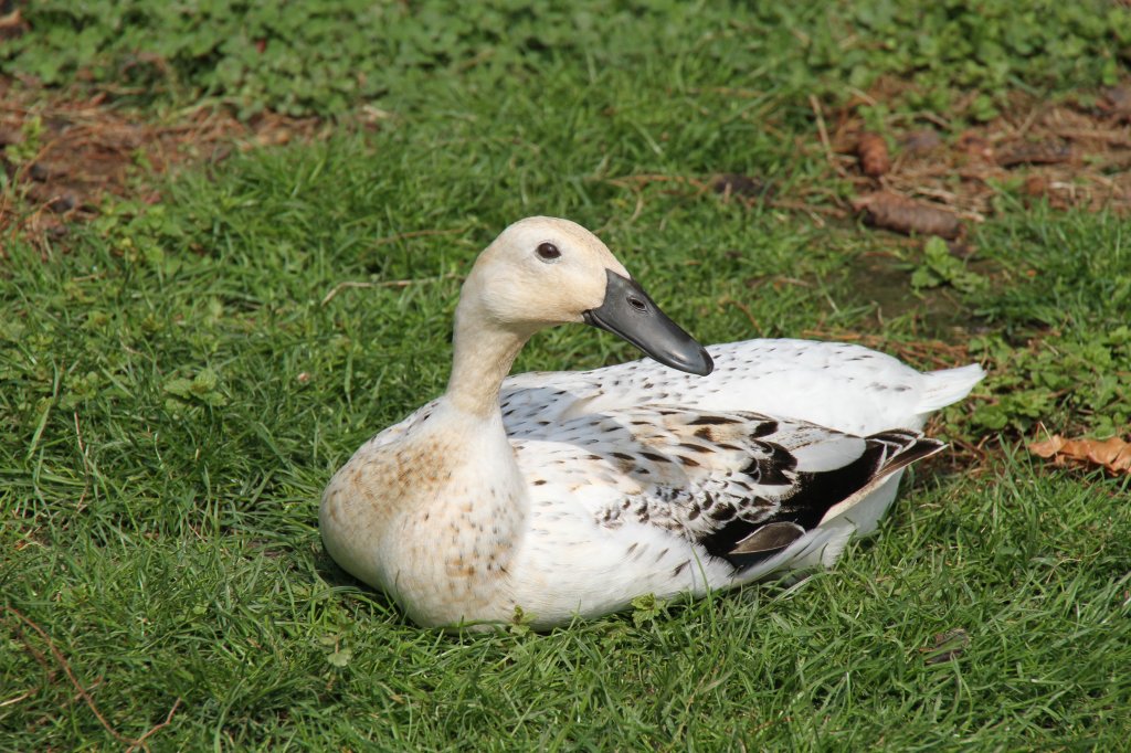 Indische Laufente am 14.4.2010 im Vogelpark Dielheim-Balzfeld.