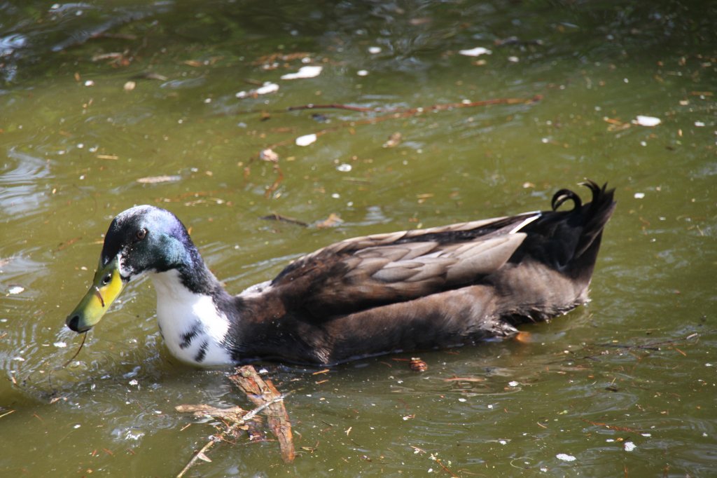 Indische Laufente am 18.4.2010 im Tierpark Berlin.