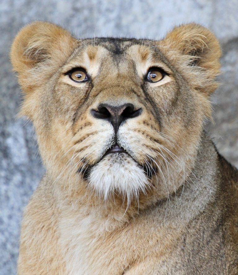 Indische Lwin im Tierpark Berlin