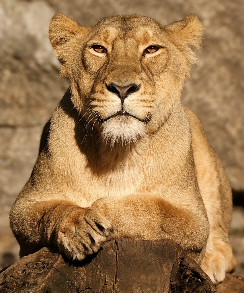 Indische Lwin - Tierpark Berlin