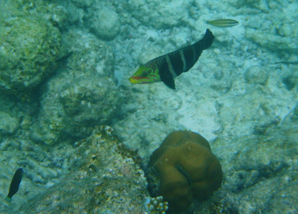 Indischer Clownjunker (Coris formosa) in einem Riff auf dem sdlichen Ari-Atoll, Malediven.