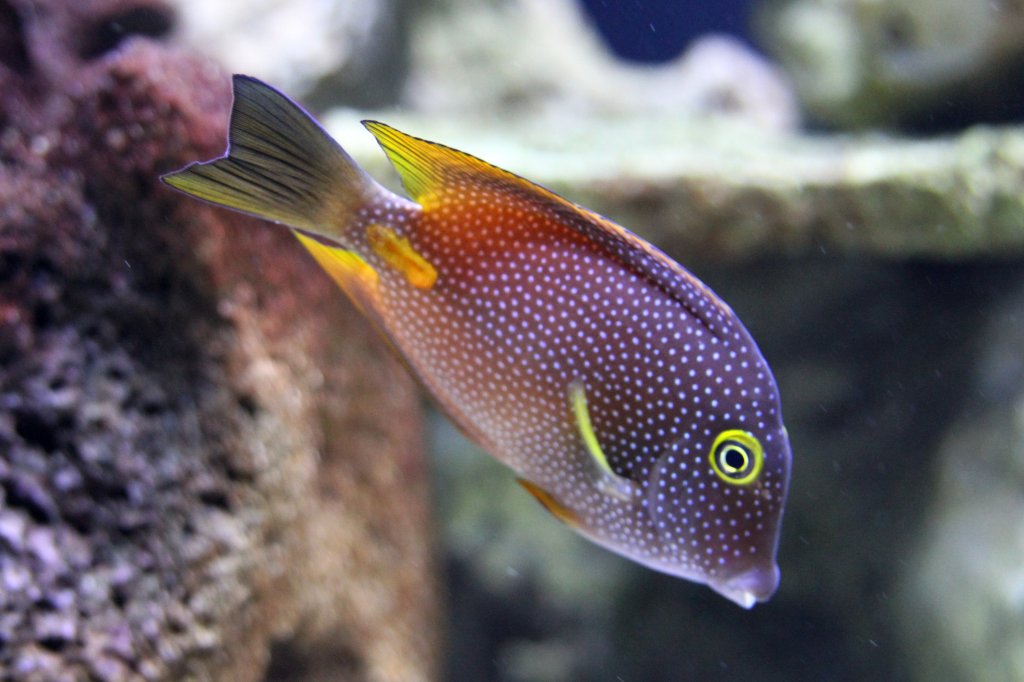 Indischer Goldringdoktor (Ctenochaetus truncatus) am 23.4.2010 im Meeresaquarium Zella-Mehlis.