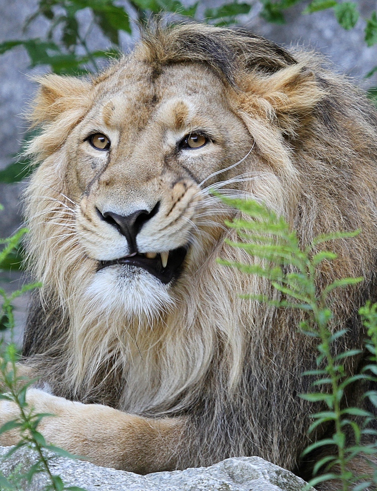 Indischer Lwe - Tierpark Berlin