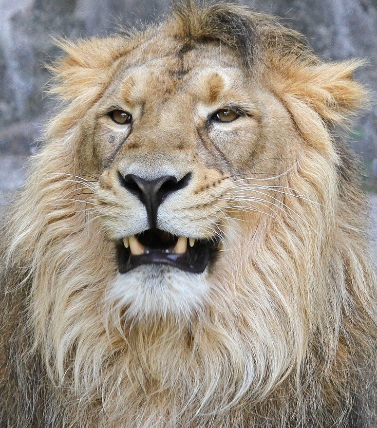 Indischer Lwe - Tierpark Berlin