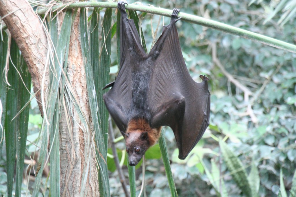 Indischer Riesenflugfuchs (Pteropus giganteus) am 13.12.2009 im Alfred-Brehm-Haus des Berliner Tierparks.
 
