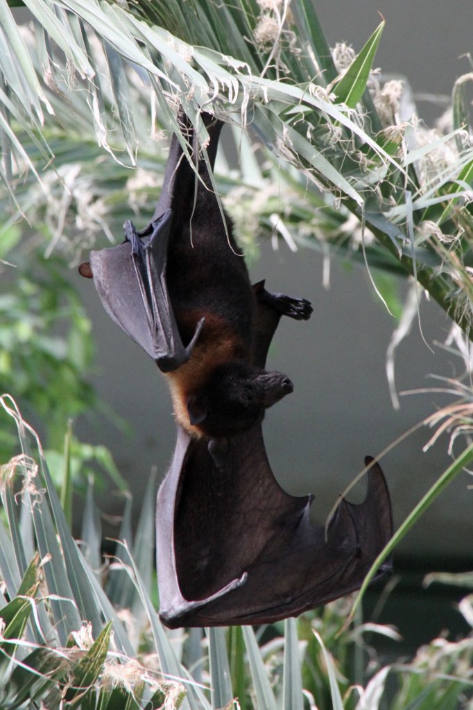 Indischer Riesenflugfuchs (Pteropus giganteus) am 18.4.2010 im Tierpark Berlin.