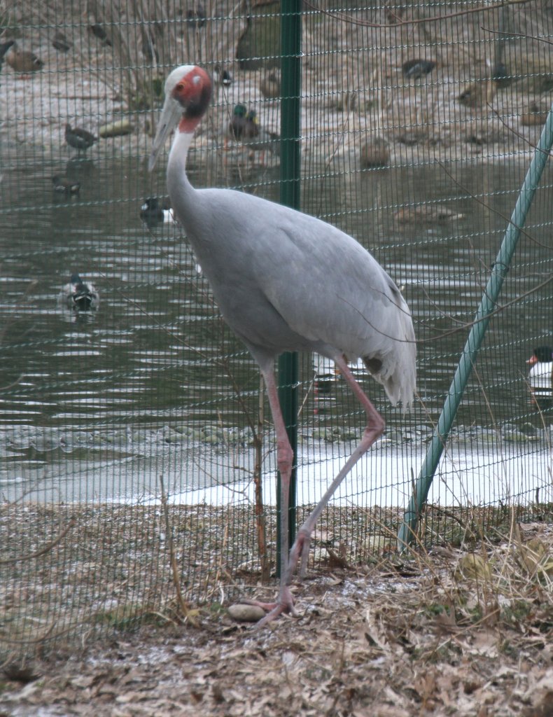 Indischer Saruskranich (Grus antigone antigone) am 9.2.2010 im Zoo Karlsruhe.
	