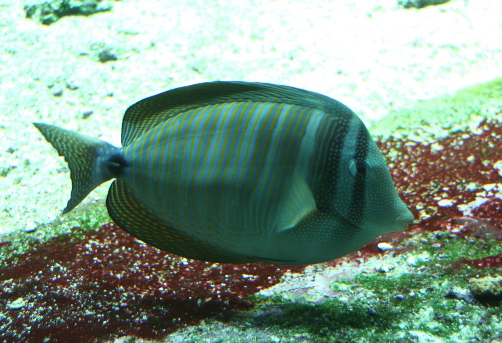 Indischer Segelflossendoktor (Zebrasoma desjardinii) im Tierpark Berlin.