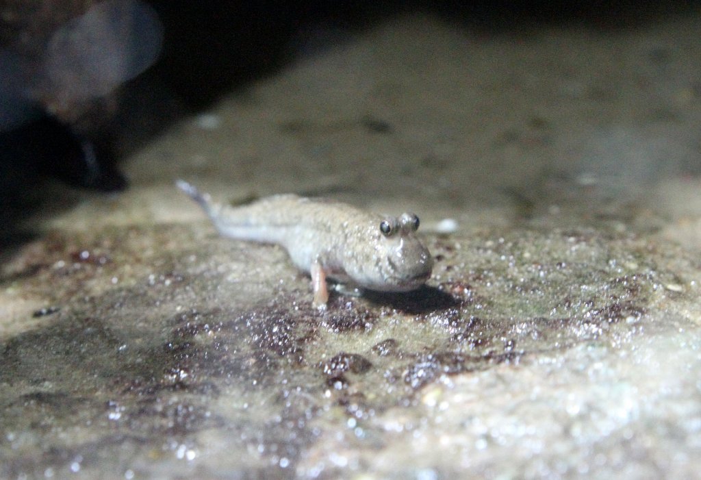 Indischer Zwergschlammspringer (Periophthalmus novemradiatus) am 2.3.2010 im Zooaquarium Berlin.