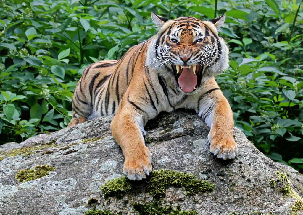 Indochinesischer Tiger