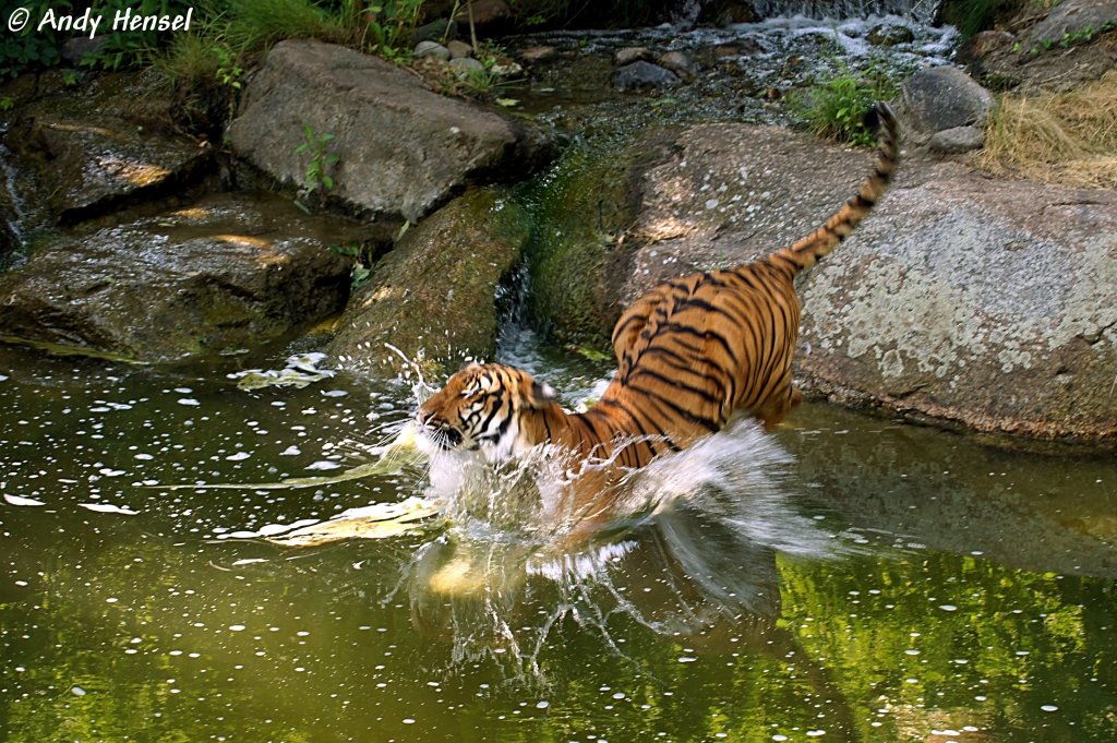 Indochinesischer Tiger oder auch als Hinterindischer Tiger bekannt.