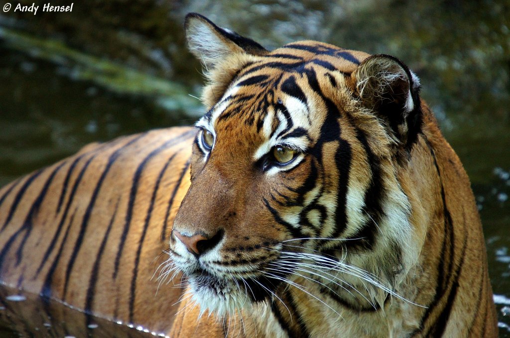 Indochinesischer Tiger oder auch als Hinterindischer Tiger bekannt.