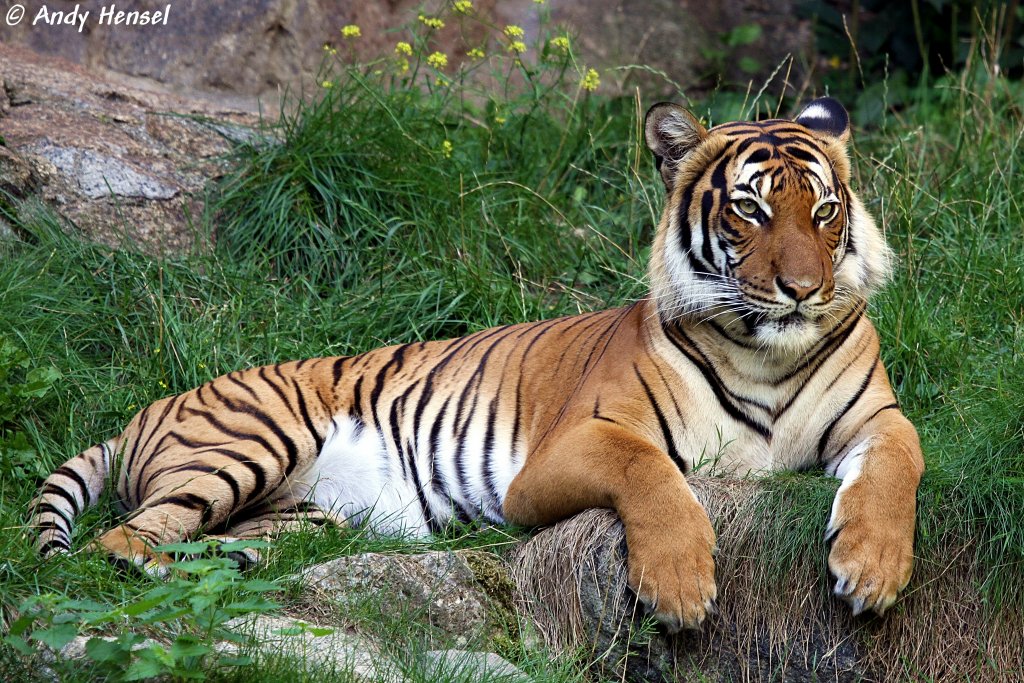 Indochinesischer Tiger oder auch Hinterindischer Tiger - Tier-fotos.eu