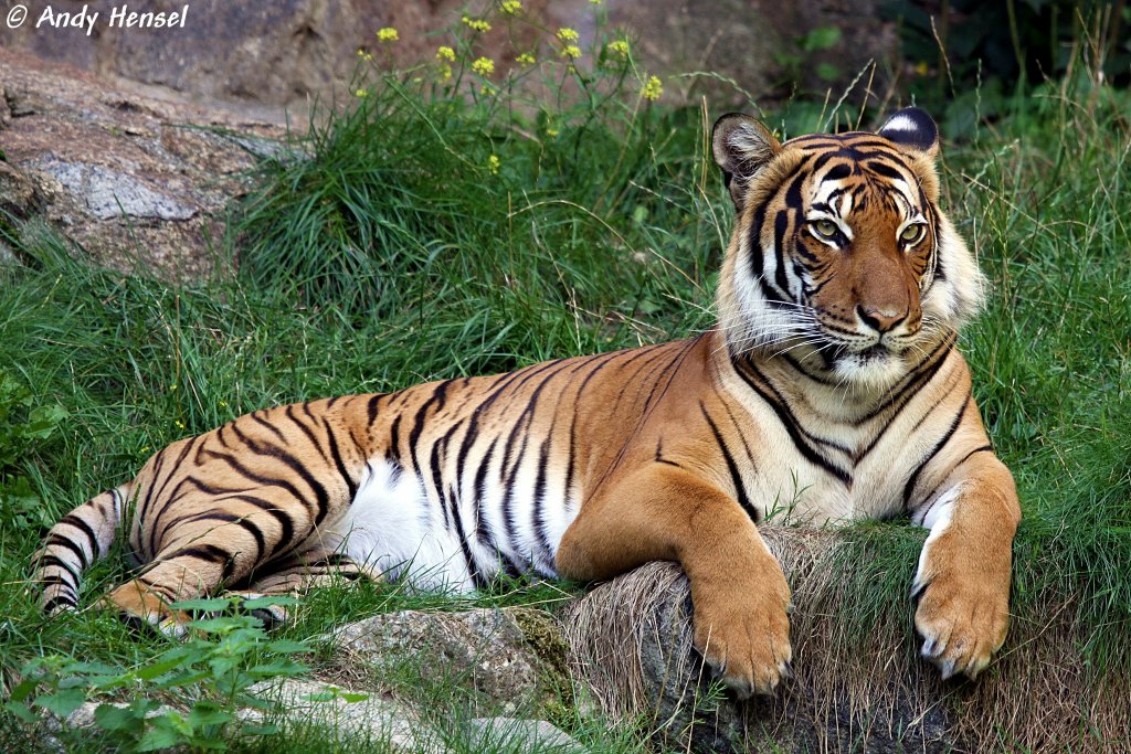 Indochinesischer Tiger oder auch Hinterindischer Tiger