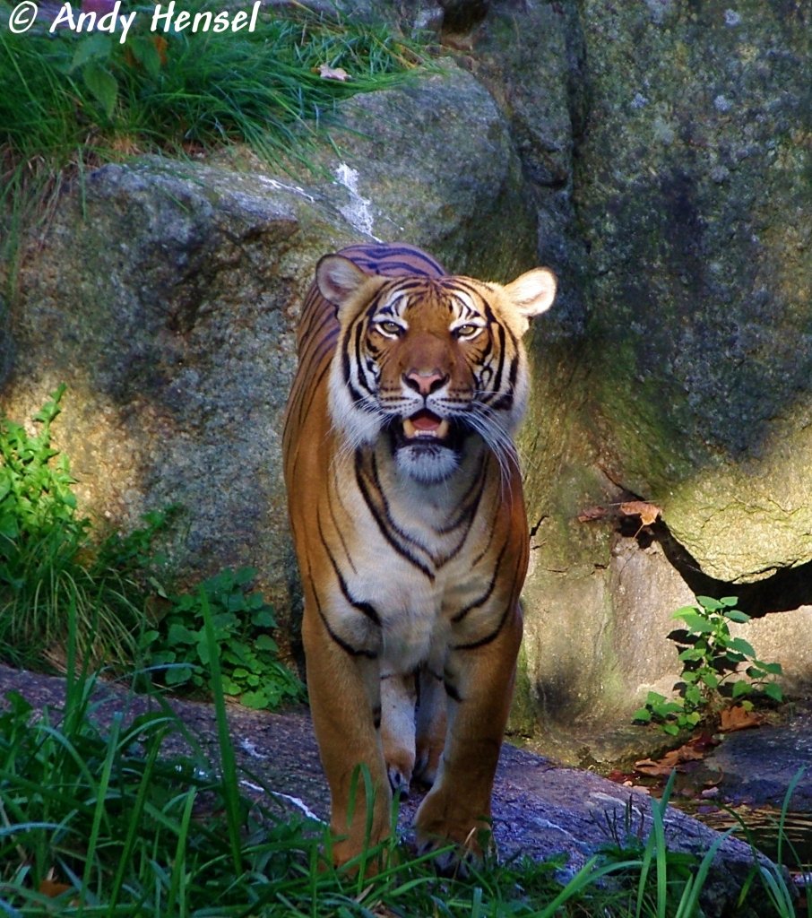 Indochinesischer Tiger oder auch Hinterindischer Tiger