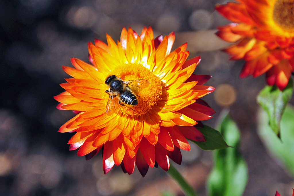 Insekt beim Laben an einer Strohblume - 01.06.2011