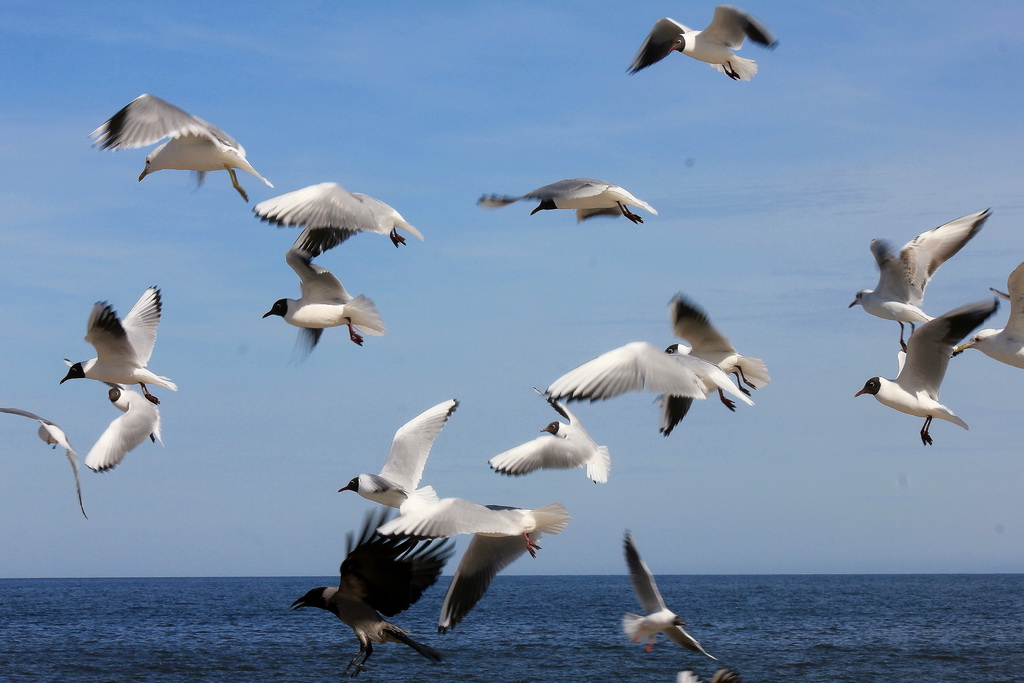 Insel Usedom auf der Seebrcke des Seebad Bansin am 06. April 2013. 
Bei der Ftterung der Mven fllt auch immer wieder etwas fr die Krhe ab.  