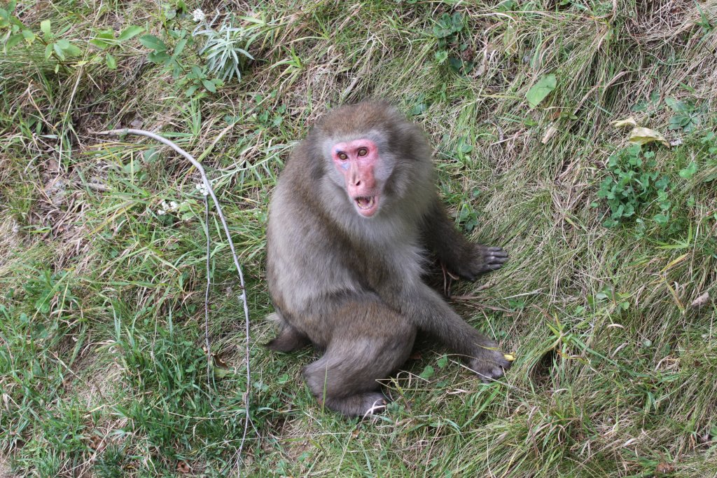 Irgend etwas schein diesen Affen mchtig aufzuregen. Japanmakak (Macaca fuscata) am 18.9.2010 im Zoo Sauvage de Saint-Flicien,QC.

