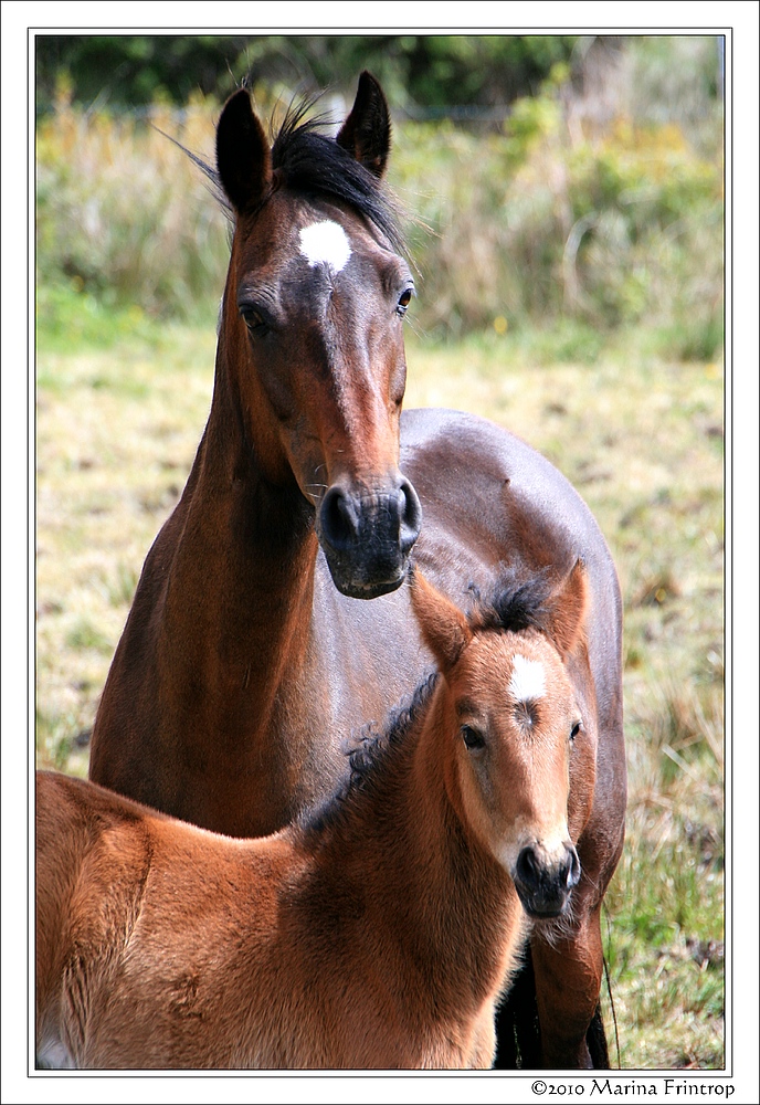 Irish Beauties - Connemara Ponies - Stute mit ihrem Fohlen bei Cleggan Connemara Irland County Galway