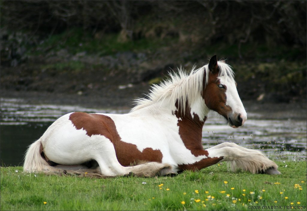 Irish Tinker, Coloured Cob oder Gypsy Cob - Fotografiert in Irland