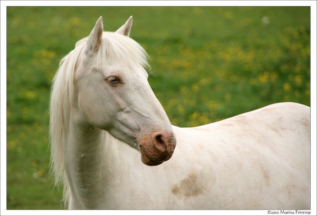 Irish Tinker - Irish Cob. Fotografiert in Bansha, County Tipperary, Irland.