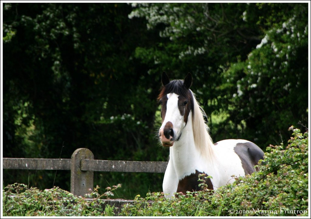 Irish Tinker - Irish Cob - Gypsy Vanner. Diese Stute geierte nach dem Hengst auf der gegenberliegenden Weide. Fotografiert bei Tipperary Irland.