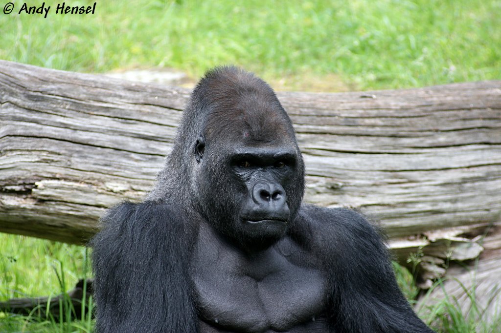  Ivo  ist mein Name. Ich bin ein westlicher Flachlandgorilla