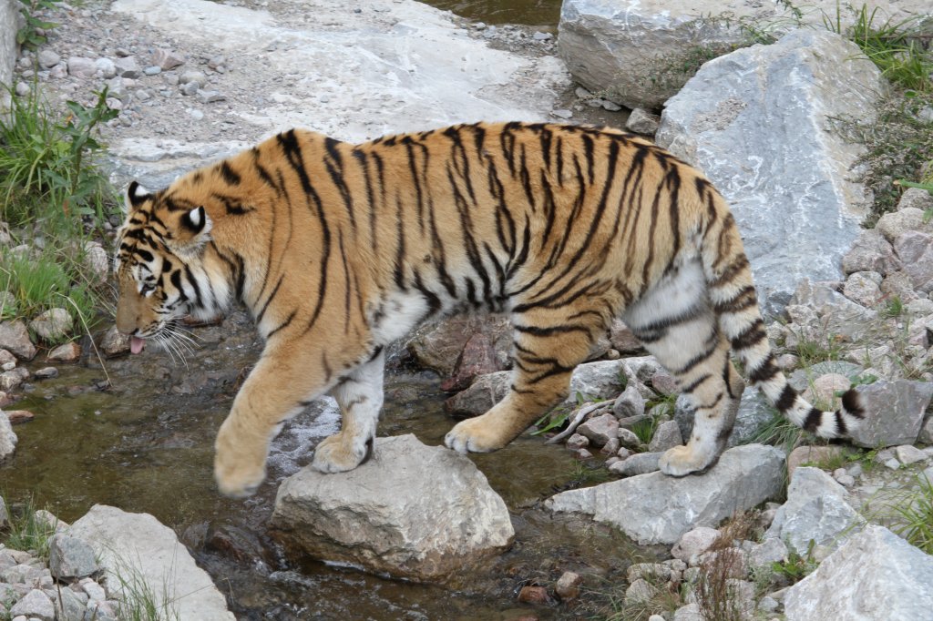 Ja nicht nass werden, das Wasser ist heute kalt. Sibirischer Tiger am 18.9.2010 im Zoo Sauvage de Saint-Flicien,QC.