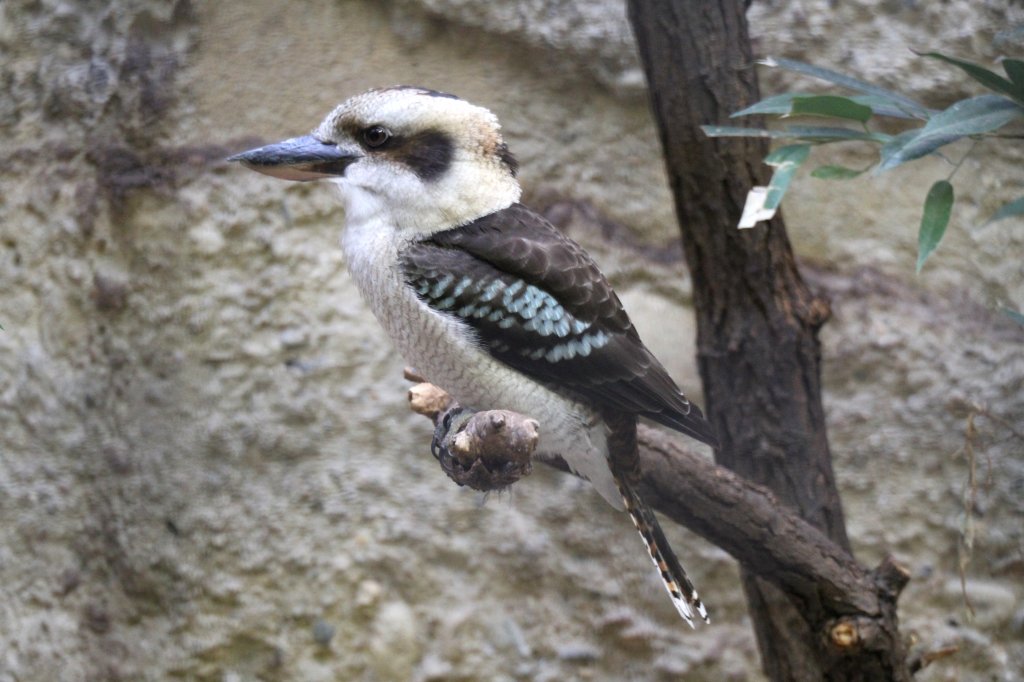 Jgerliest (Dacelo novaeguineae) am 11.3.2010 im Zoo Berlin.