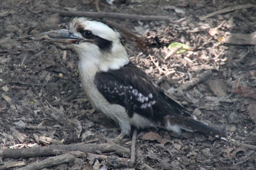 Jgerliest (Dacelo novaeguineae) am 22.6.2010 im Leintalzoo bei Schwaigern.