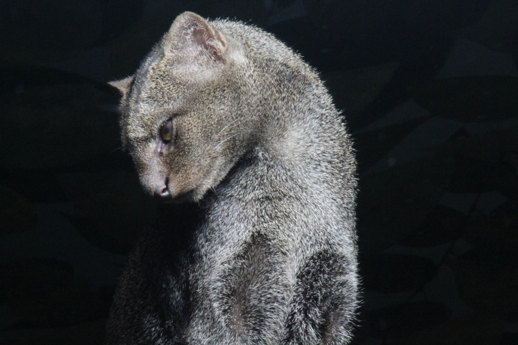 Jaguarundi oder auch Wieselkatze (Puma yagouaroundi) im Halbschlaf. Zoo Berlin am 25.2.2010.
 
