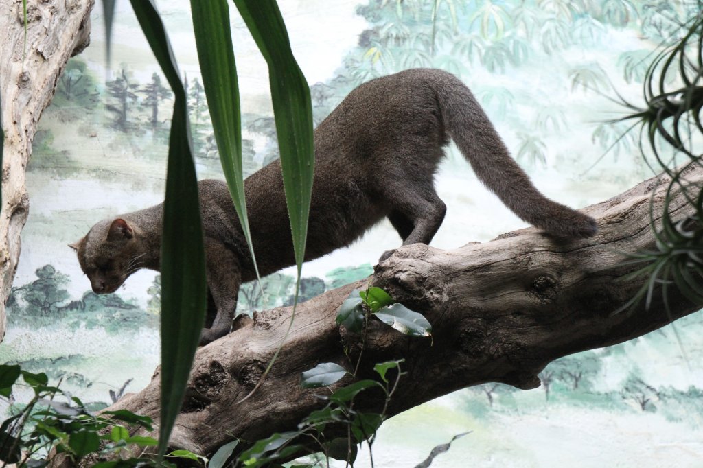 Jaguarundi oder auch Wieselkatze (Puma yagouaroundi) beim Spazierang durchs Revier. Zoo Berlin am 25.2.2010. 
