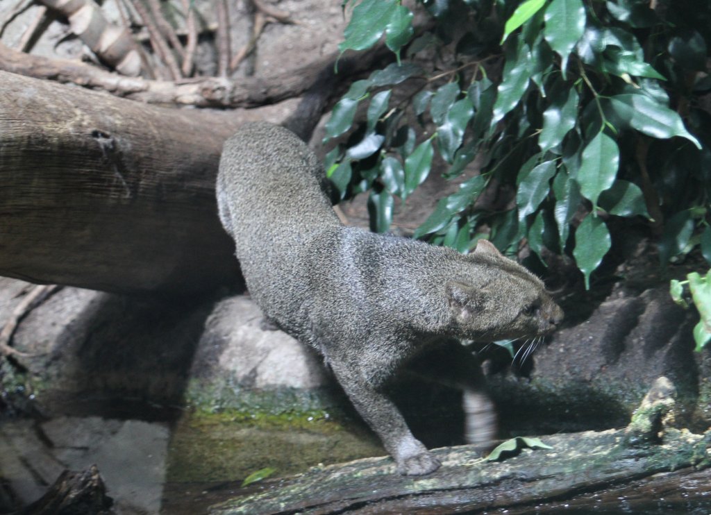 Jaguarundi (Puma yagouaroundi) am 10.3.2010 im Zoo Berlin. 