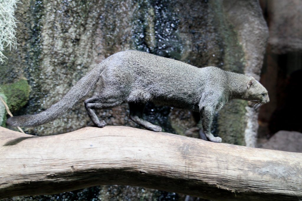 Jaguarundi (Puma yagouaroundi) am 10.3.2010 im Zoo Berlin.