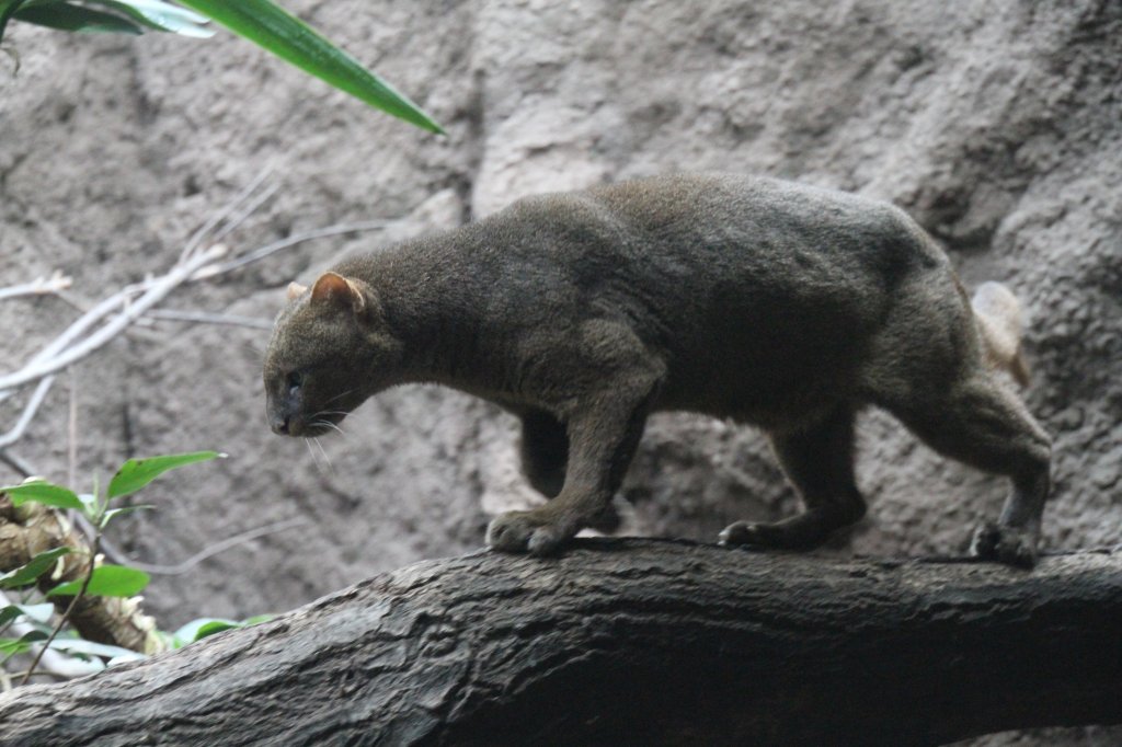 Jaguarundi (Puma yagouaroundi) auf dem Baumstamm. Zoo Berlin am 25.2.2010. 
