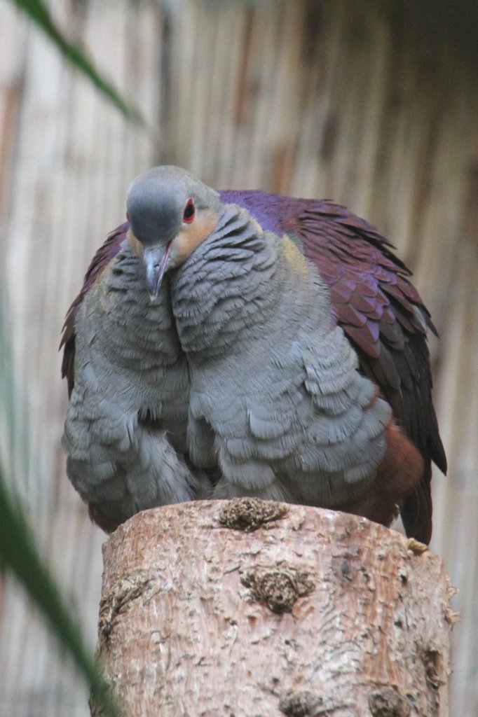 Jamaika-Erdtaube (Geotrygon versicolor) am 4.6.2010 im Vogelpark Steinen.