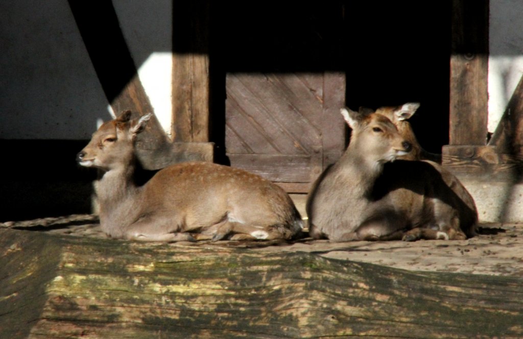 Japan-Sikahirsche (Cervus nippon nippon) am 25.2.2010 im Zoo Berlin.