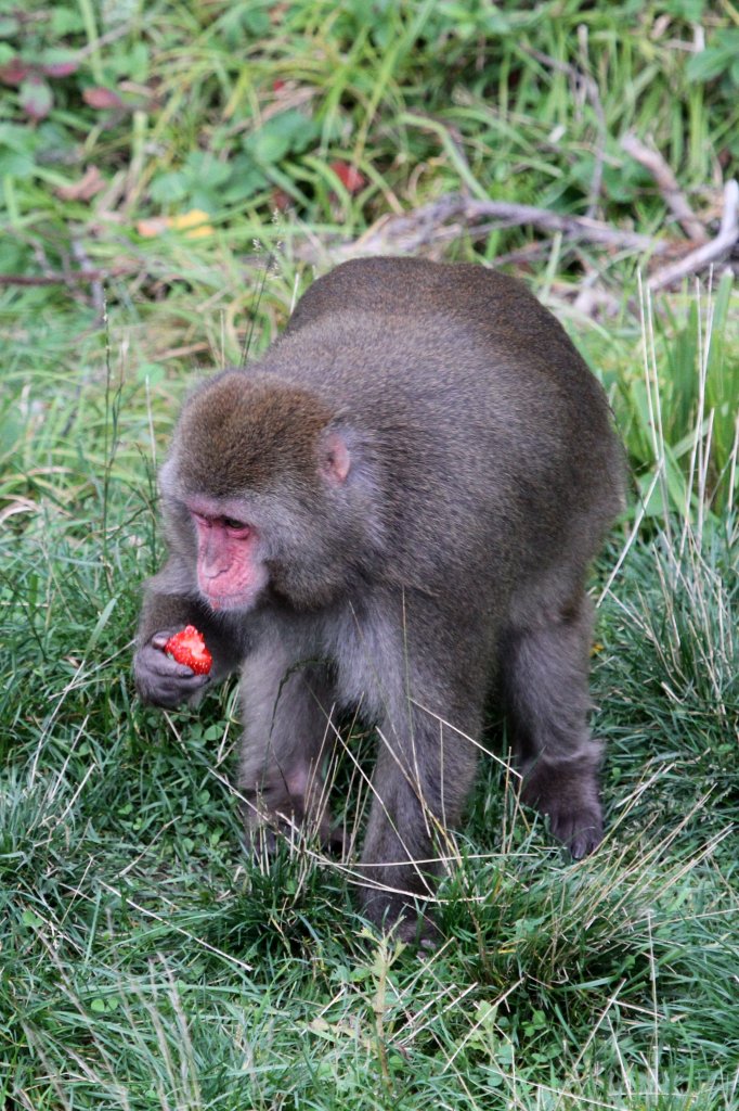 Japanmakak (Macaca fuscata) verspeist genlich eine Erdbeere. Zoo Sauvage de Saint-Flicien,QC am 18.9.2010.