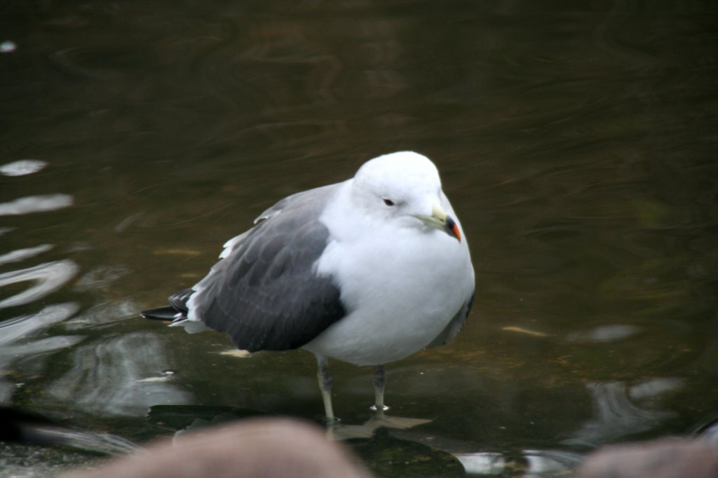 Japanmwe (Larus crassirostris) am 13.12.2009 im Tierpark Berlin.