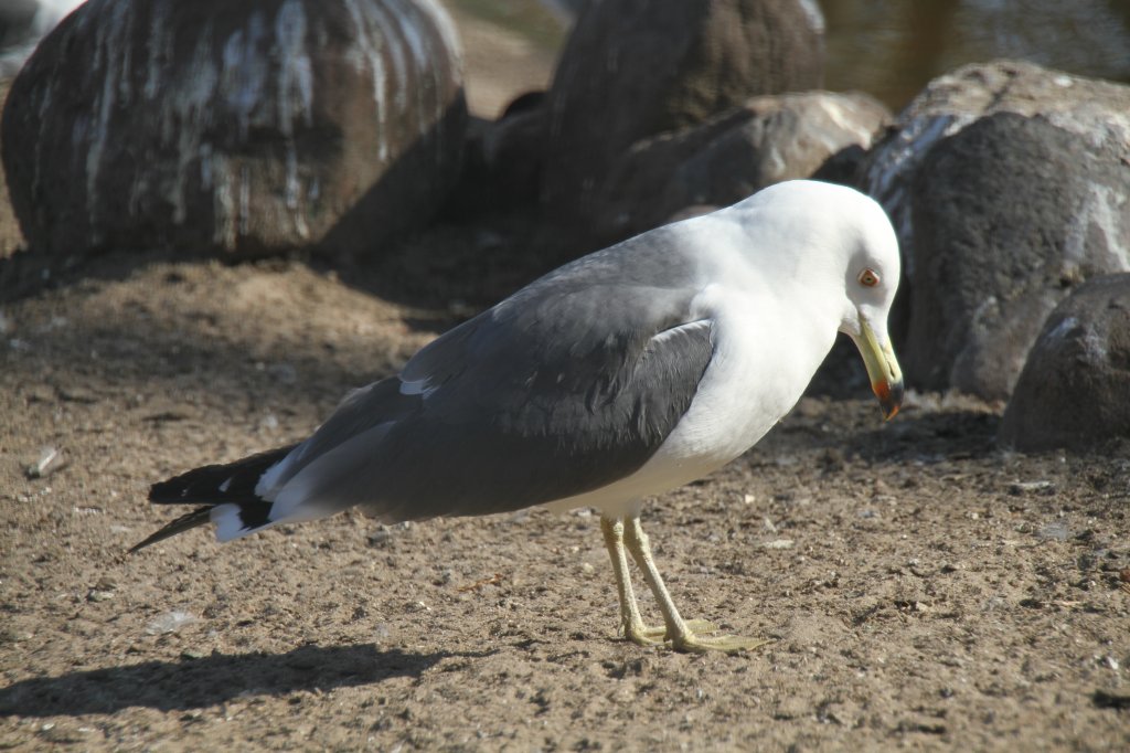 Japanmwe (Larus crassirostris) im Tierpark Berlin.