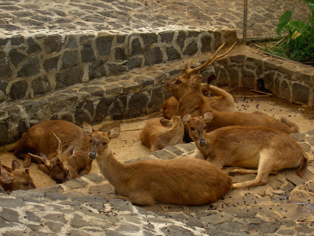 Java deer (Mähnenhirsch) in La Vanille auf Mauritius.