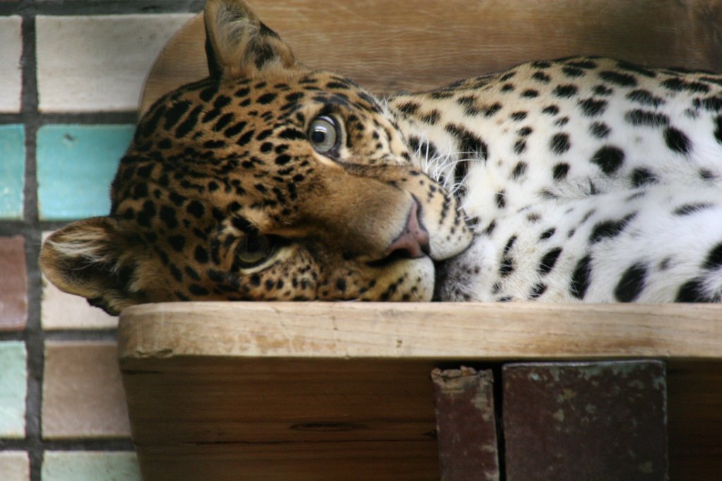 Java-Leopard (Panthera pardus melas) beim Ausruhen am 13.12.2009 im Tierpark Berlin.
