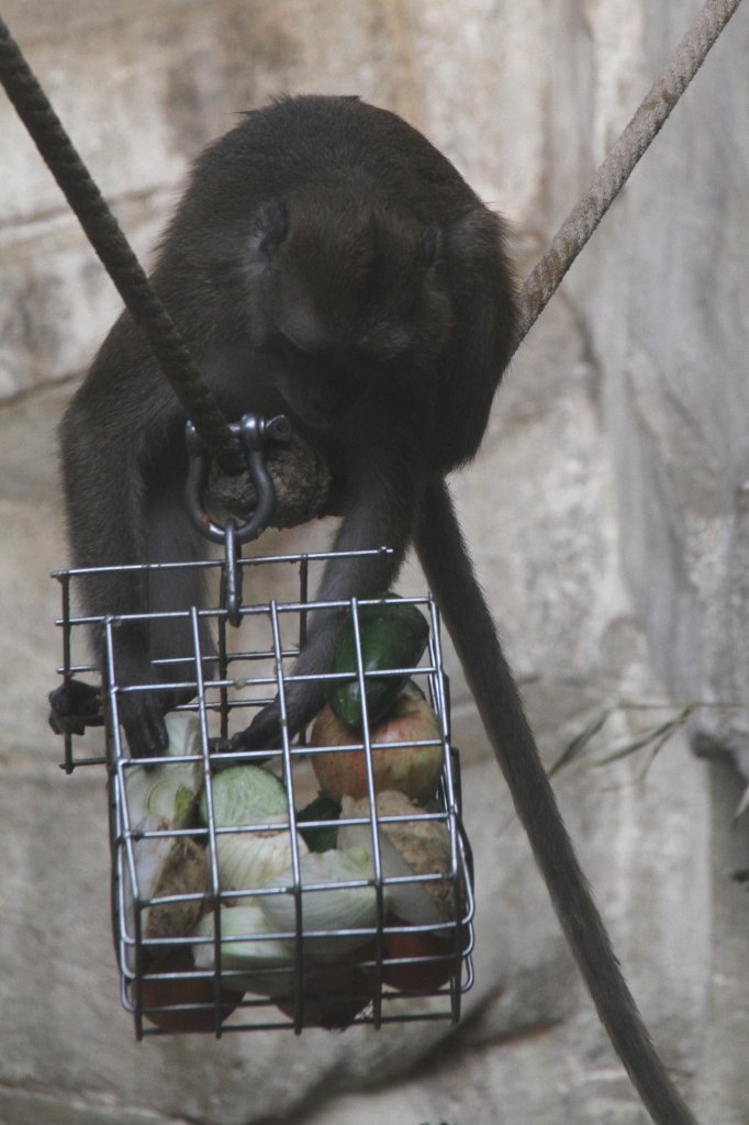 Javaneraffe oder auch Langschwanzmakak (Macaca fascicularis) beim Aussuchen von etwas Gemse. Heute scheint er eine Zwiebel zu bevorzugen. Zoo Basel am 19.3.2010.
