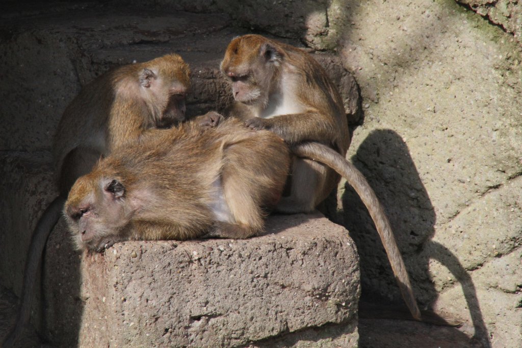 Javaneraffen (Macaca fascicularis) beim Lausen. Hier hat einer gleich 2 Untertanen. Zoo Basel am 19.3.2010.