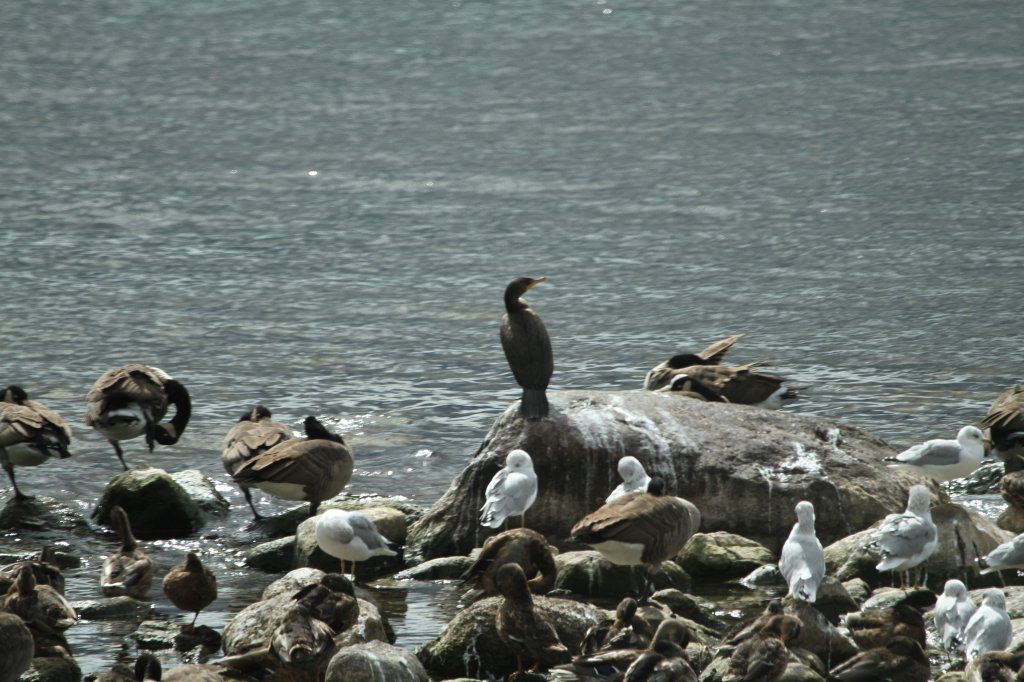 Jeder Stein ist besetzt! Ansammlung von Kanadagnsen, Stockenten, Ringschnabelmwen und in der Mitte drohnt eine Ohrenscharbe (Phalacrocorax auritus). Saint-Lawrence-River am 14.9.2010.
