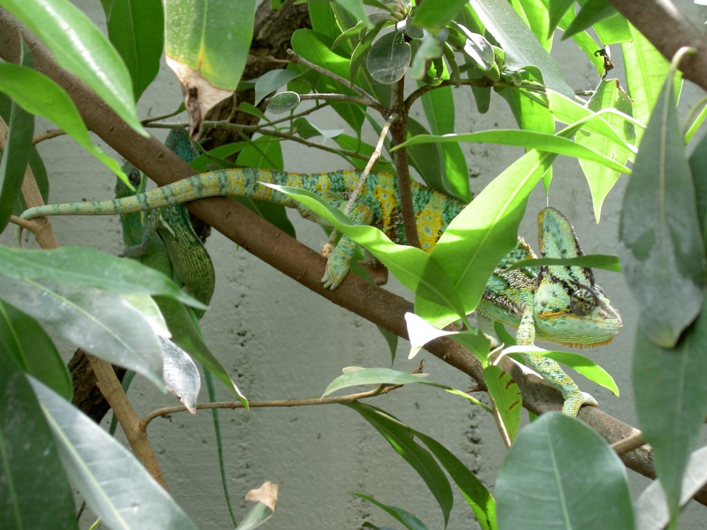 Jemen-Chamleon Chamaeleo calyptratus am 20.5.2007 in Berlin Zoologischen Garten.

