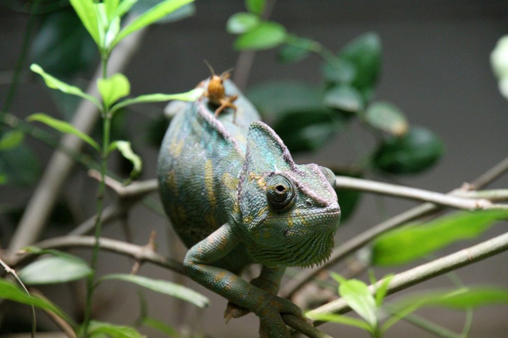 Jemenchamleon (Chamaeleo calyptratus) am 12.3.2010 im Zooaquarium Berlin. Die Grille hofft vieleicht, sich auf dem Chamleon verstecken zu knnen, was doch ziemlich risikovoll erscheint. 