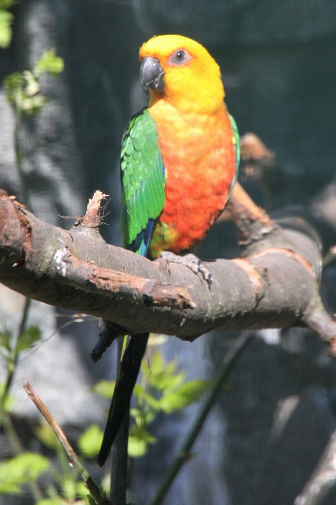 Jendayasittich (Aratinga jandaya) im Tierpark Berlin.