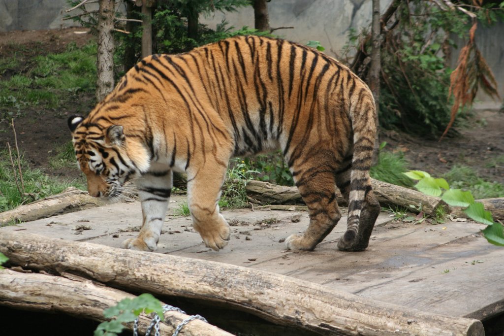 Jetzt ist der Amurtiger im Halbschlaf aufgestanden und  bewegt sich etwas an seinem Platz. Leipzig am 14.9.2008.