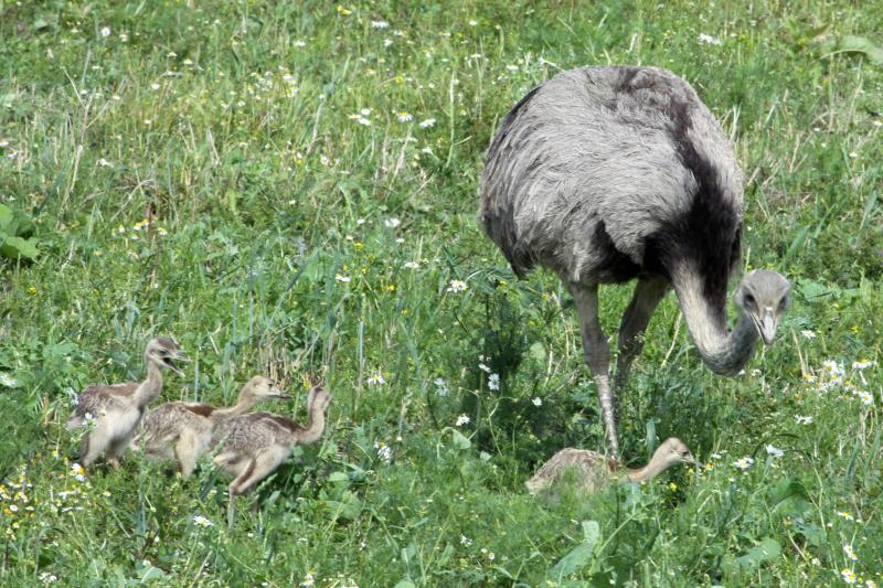 Jetzt fhren die Hhne ihre Kken aus den Verstecken. So knnen sie auf den Feldern in Nordwestmecklenburg und Herzogtum Lauenburg beobachtet werden. Vier kleine Kken hat dieser Nandu-Hahn bei Bk (RZ); 16.07.2011